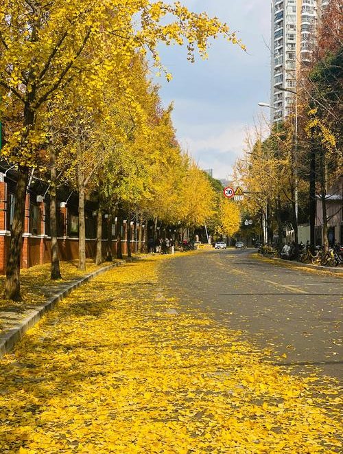 共青森林公园银杏 上海秋季银杏 共青森林公园 上海秋天